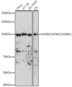 NTRK1/NTRK2/NTRK3 Polyclonal Antibody (E-AB-92128)