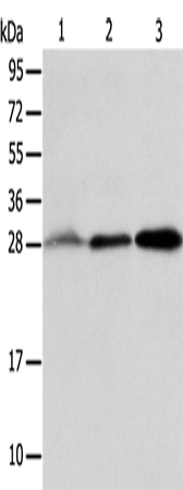 ALKBH2 Polyclonal Antibody (E-AB-10700)