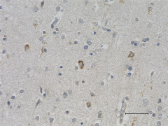 Purified anti-Tau Nitrated (Tyr18) Antibody (Previously Covance catalog# SIG-39436) (829703)
