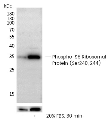 Recombinant Phospho-S6 Ribosomal Protein (Ser240, 244) Monoclonal Antibody (AN300371L)