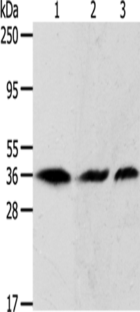 APEX1 Polyclonal Antibody (E-AB-10130)