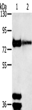 TRIM3 Polyclonal Antibody (E-AB-13574)
