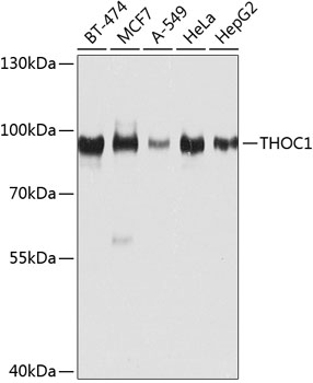 THOC1 Polyclonal Antibody (E-AB-63014)