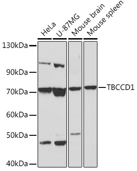 TBCCD1 Polyclonal Antibody (E-AB-91980)