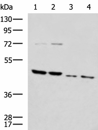 HTRA2 Polyclonal Antibody (E-AB-18199)