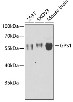 GPS1 Polyclonal Antibody (E-AB-61403)