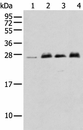 MOB4 Polyclonal Antibody (E-AB-52342)