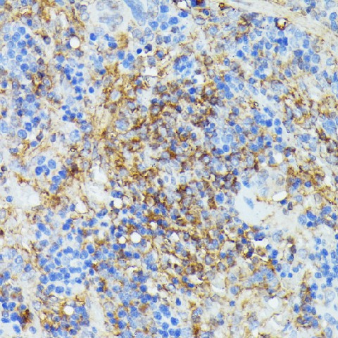 COX15 Polyclonal Antibody (E-AB-65067)