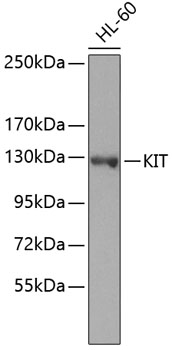 KIT Polyclonal Antibody (E-AB-67884)