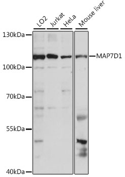 MAP7D1 Polyclonal Antibody (E-AB-91319)