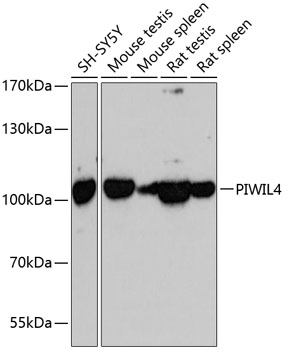 PIWIL4 Polyclonal Antibody (E-AB-64500)