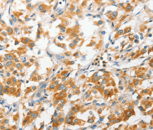 ANAPC2 Polyclonal Antibody (E-AB-10808)