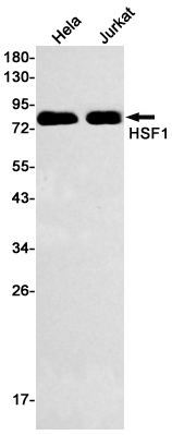 Recombinant Hsf1 Monoclonal Antibody (E-AB-81566)