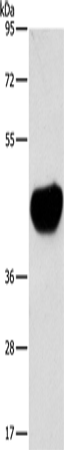 ACTA2 Polyclonal Antibody (E-AB-16235)