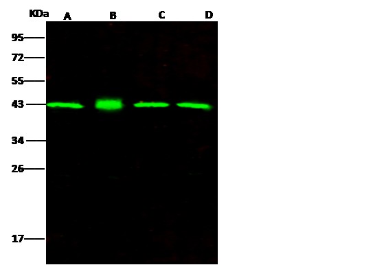 ERK2/MAPK1/MAPK2 Monoclonal Antibody (AN200155P)