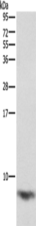 FXYD1 Polyclonal Antibody (E-AB-14740)
