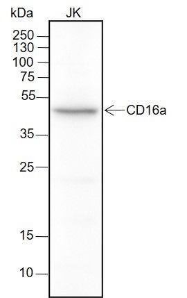 Recombinant CD16a Monoclonal Antibody (AN301467L)
