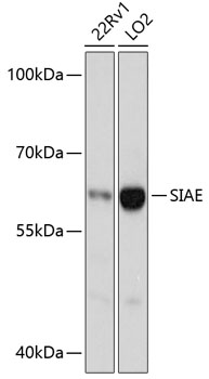 SIAE Polyclonal Antibody (E-AB-66028)