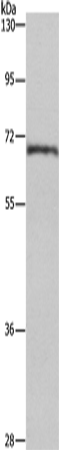 HSF27 Polyclonal Antibody (E-AB-11065)