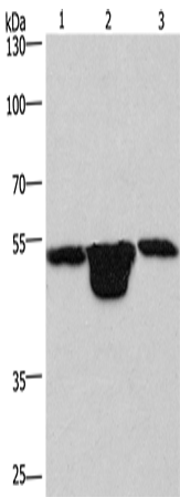 PLEKHO1 Polyclonal Antibody (E-AB-11086)