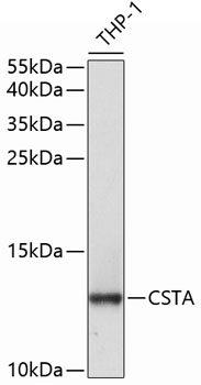 CSTA Polyclonal Antibody (E-AB-61063)