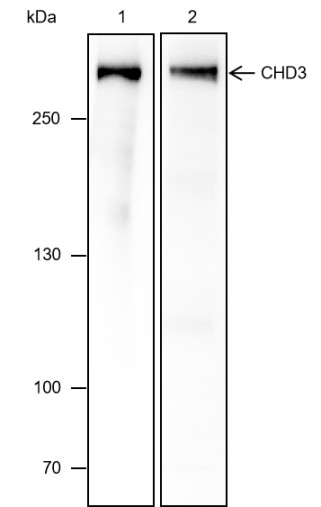 Recombinant CHD3 Monoclonal Antibody (AN301771L)