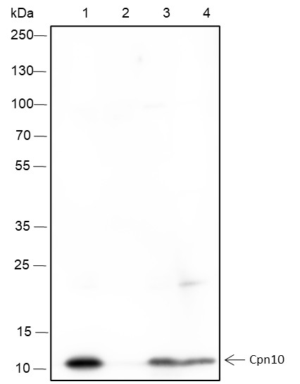 Recombinant Cpn10 Monoclonal Antibody (AN301498L)