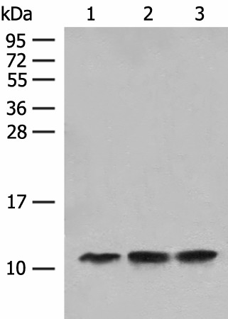 ATP5L Polyclonal Antibody (E-AB-18764)