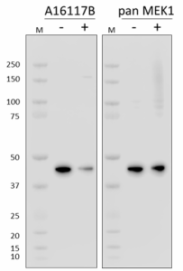 Purified anti-MEK1 Phospho (Ser298) Antibody (610601)
