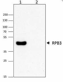 Purified anti-RNA Polymerase II RPB3 Antibody (665004)