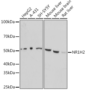 NR1H2 Polyclonal Antibody (E-AB-91492)