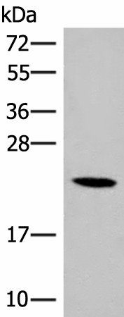 DHFR Polyclonal Antibody (E-AB-52839)