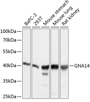 GNA14 Polyclonal Antibody (E-AB-63383)