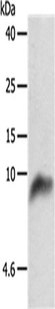 COX7B Polyclonal Antibody (E-AB-13844)