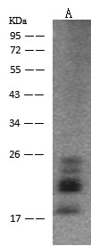 FGF2 Monoclonal Antibody (AN200046P)