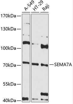 SEMA7A Polyclonal Antibody (E-AB-90329)