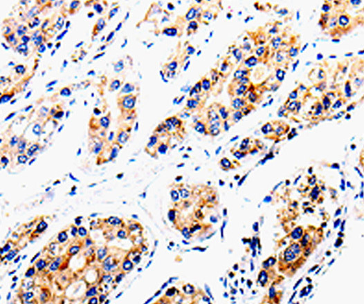 COX16 Polyclonal Antibody (E-AB-13842)