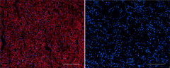 Alexa Fluor® 647 anti-mouse CD36L Antibody (163103)