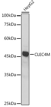 CLEC4M Polyclonal Antibody (E-AB-90776)