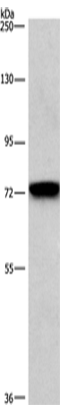 CD239 Polyclonal Antibody (E-AB-11053)