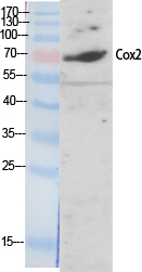 COX2 Polyclonal Antibody (E-AB-31012)
