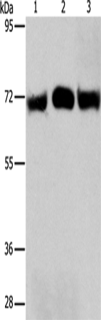 RPN1 Polyclonal Antibody (E-AB-10882)