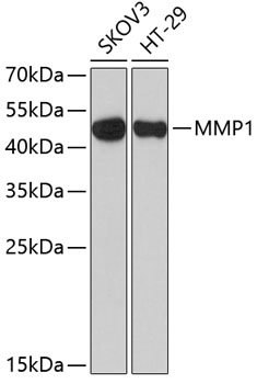 MMP1 Polyclonal Antibody (E-AB-60244)