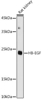 HB-EGF Polyclonal Antibody (E-AB-91663)