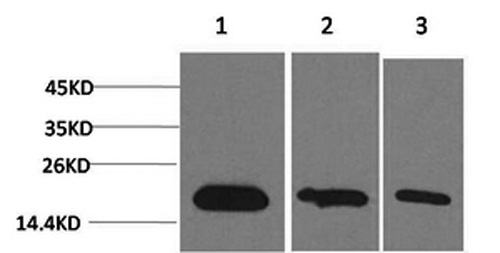 Survivin Monoclonal Antibody (E-AB-22112)