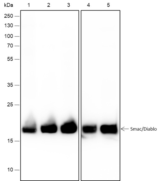 Recombinant Smac/Diablo Monoclonal Antibody (AN301658L)