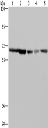 GNL3 Polyclonal Antibody (E-AB-11453)