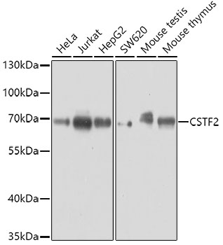 CSTF2 Polyclonal Antibody (E-AB-62059)