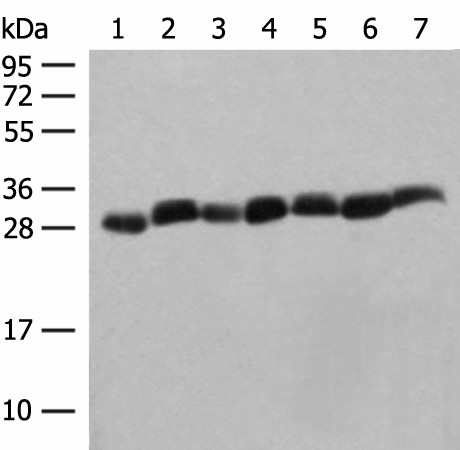 PSMA3 Polyclonal Antibody (E-AB-18804)