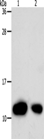 TXN Polyclonal Antibody (E-AB-12906)
